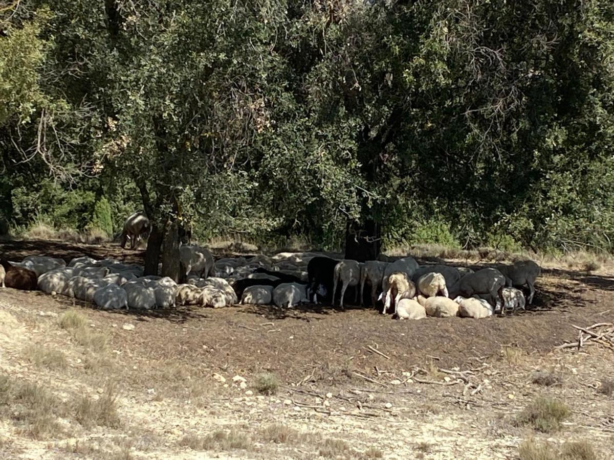 Masia La Perera Morella Bagian luar foto